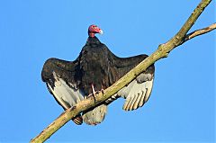 Turkey Vulture